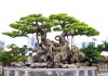 Nét đẹp văn hóa trong thú chơi cây cảnh của Người Việt