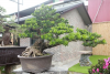 Tung la han 1