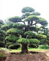 Đồi tùng La Hán có thể hiểu đơn giản là sự kết hợp giữa cây tùng la hán bonsai...