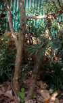 Tùng la hán xổng tại vườn Đức Trọng, Lâm Đồng