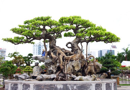 Tổ chức Hội thi triển lãm sinh vật cảnh ĐBSCL mở rộng tại Sa Đéc