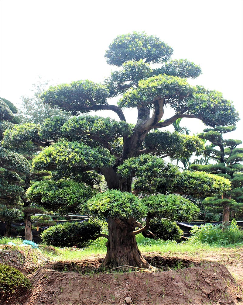 Đồi tùng La Hán có thể hiểu đơn giản là sự kết hợp giữa cây tùng la hán bonsai...