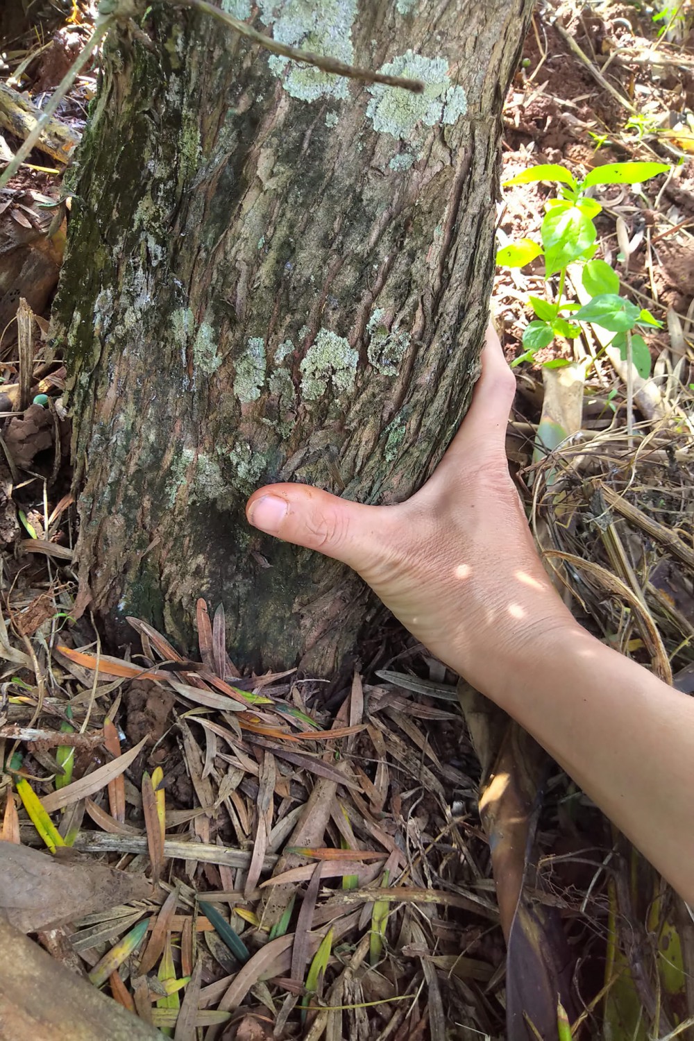 Vanh gốc 60cm