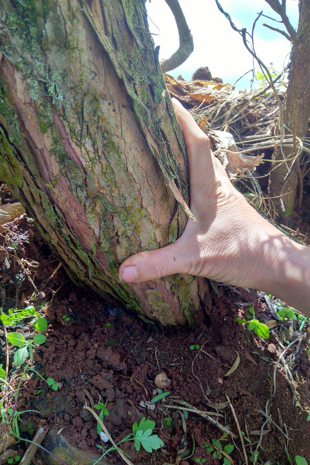 Vanh gốc Tùng La hán 40cm