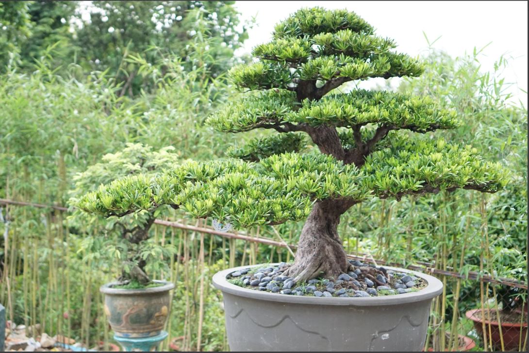La han bon sai